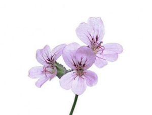 Geranium