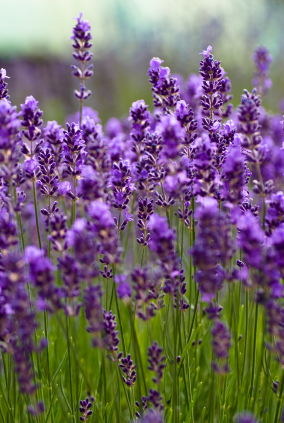Lavender