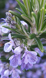 Rosemary