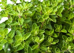 Thyme (White)